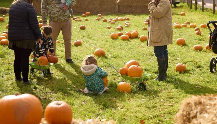 Pumpkins in the Paddock