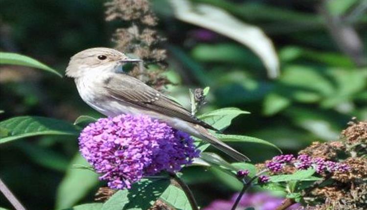 Open Gardens in Barford St Martin