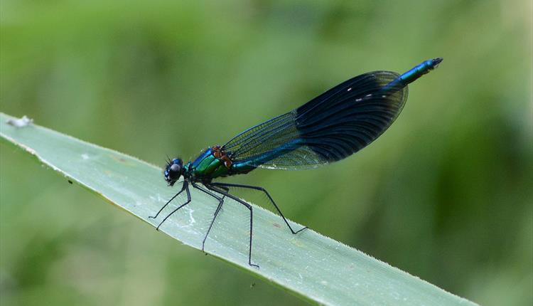 What unseen creatures lurk beneath the River Nadder