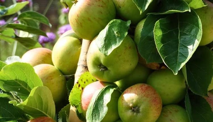 Heritage Apple Day at Lydiard Park