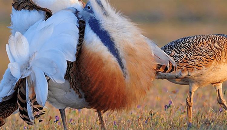 RSPB: A Victorian Birder's Wiltshire