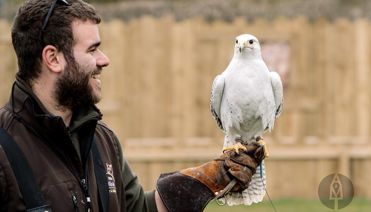 Birds of Prey at Lydiard Park