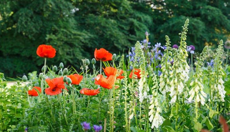 Altons and Honeystreet Open Gardens Festival