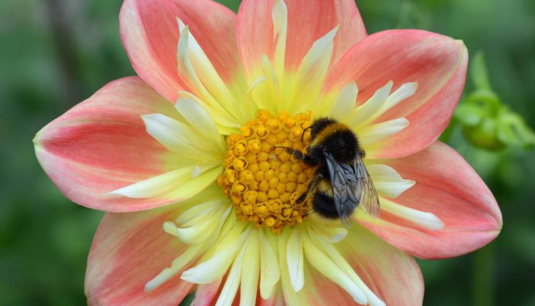 Barford St Martin 'Open Gardens'