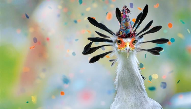 Angola's Birthday Bash