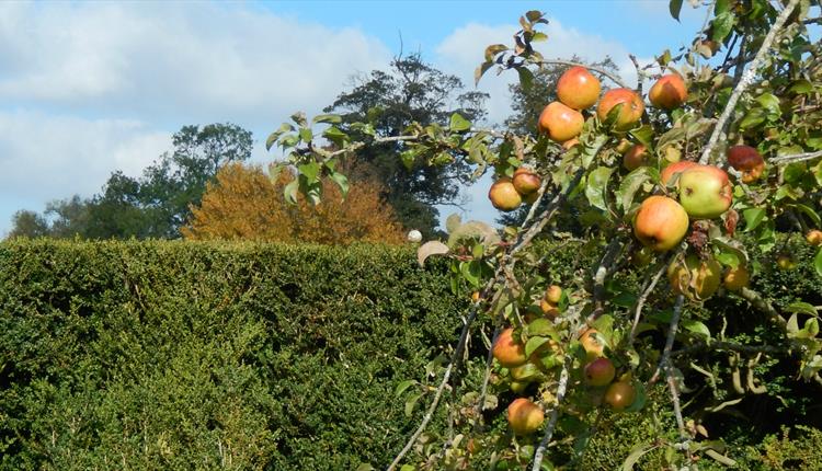 Apple celebrations