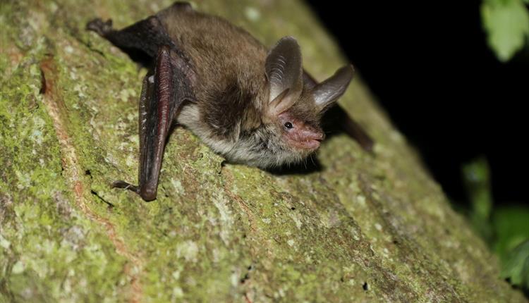 Nature Trail Bat Tour