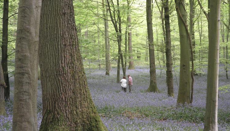 Bluebell Wood