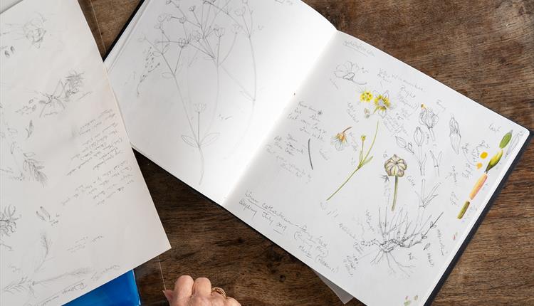 Bedgebury Florilegium Society art demonstrations – Westonbirt Arboretum