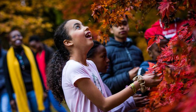 Celebration of maples -  family event
