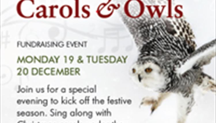 Christmas Carols and Owls