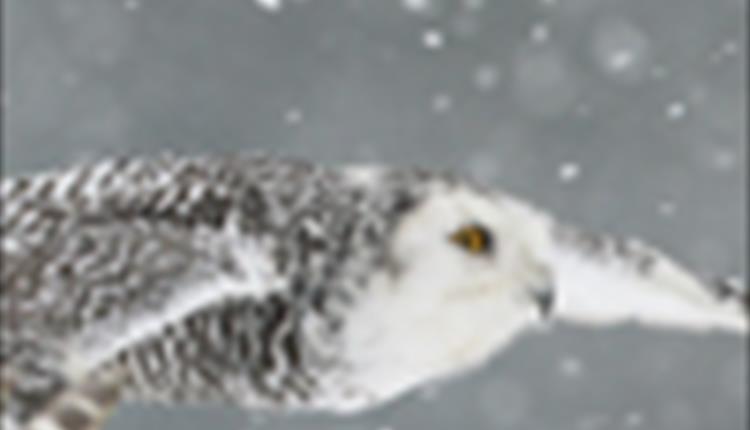 Christmas Carols and Owls