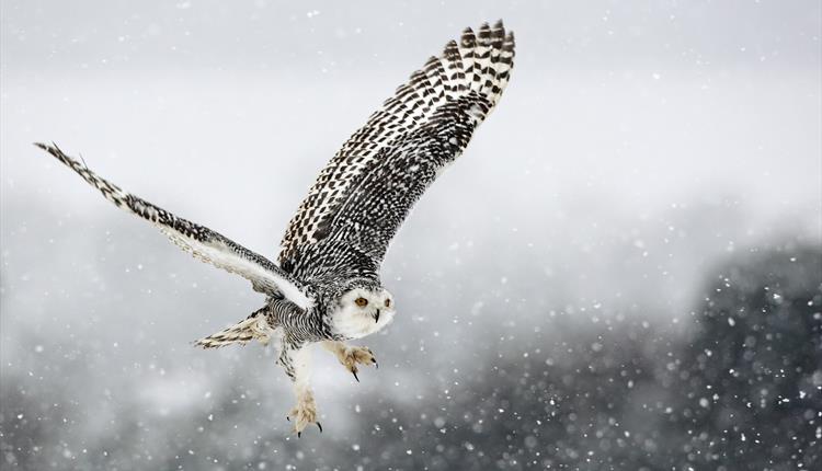 Christmas Carols and Owls