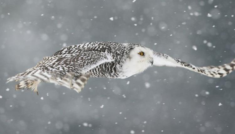 Christmas Carols and Owls