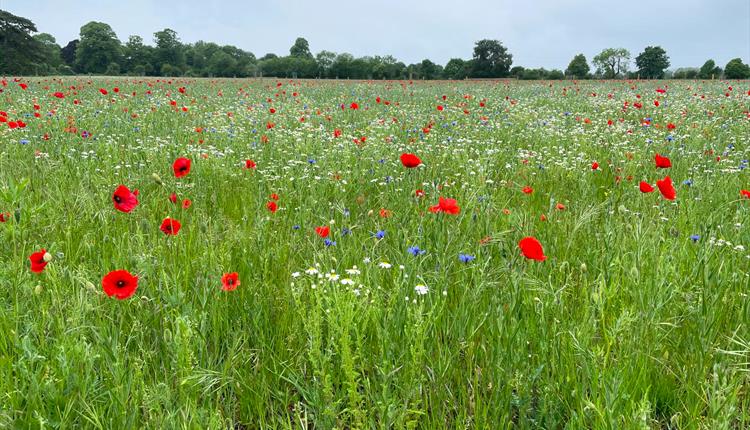 Open Farm Sunday at Great Chalfield
