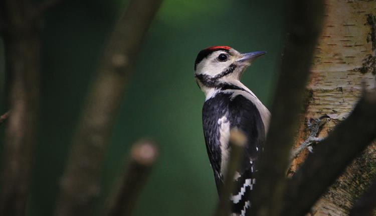 Creature conversations – family event at Westonbirt