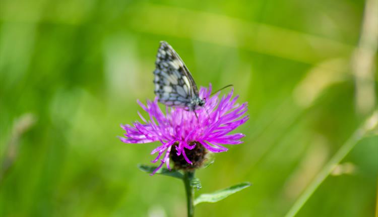 Annual Nature and Butterfly Day