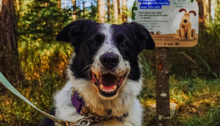 Forest Walkies with Wallace & Gromit at Westonbirt