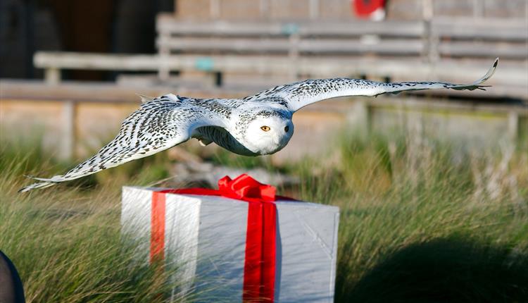 Evening Owls at Christmas