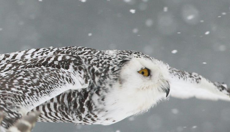 Evening Owls at Christmas