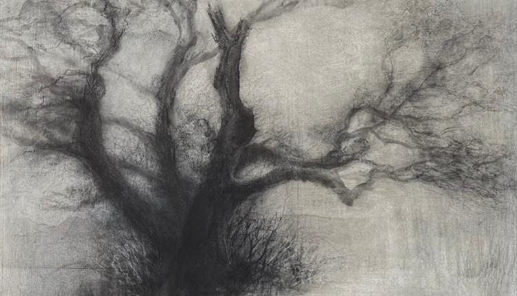 Exhibition: Seen in the Trees – Tansy Lee Moir