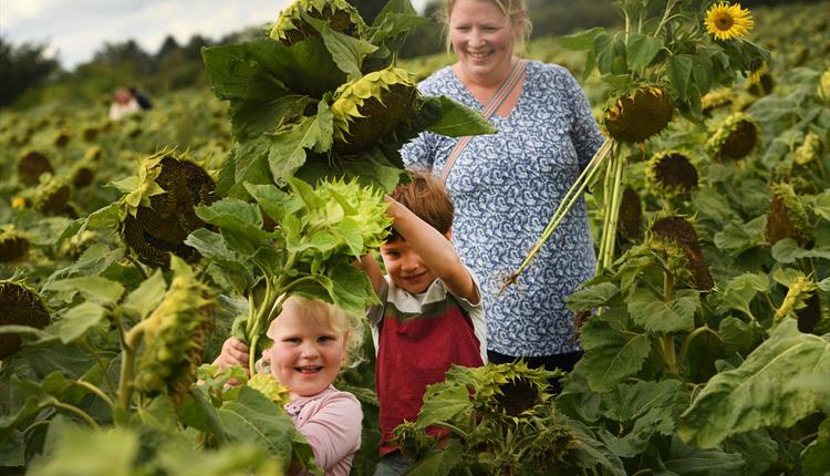 Maize Maze & PYO Sunflowers