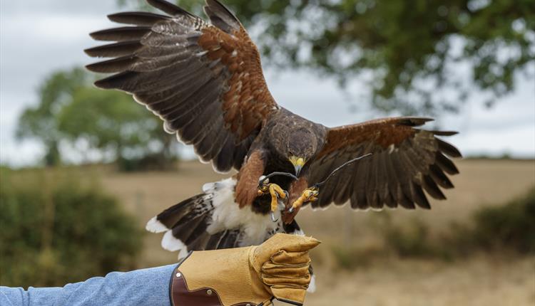 Falconry Displays