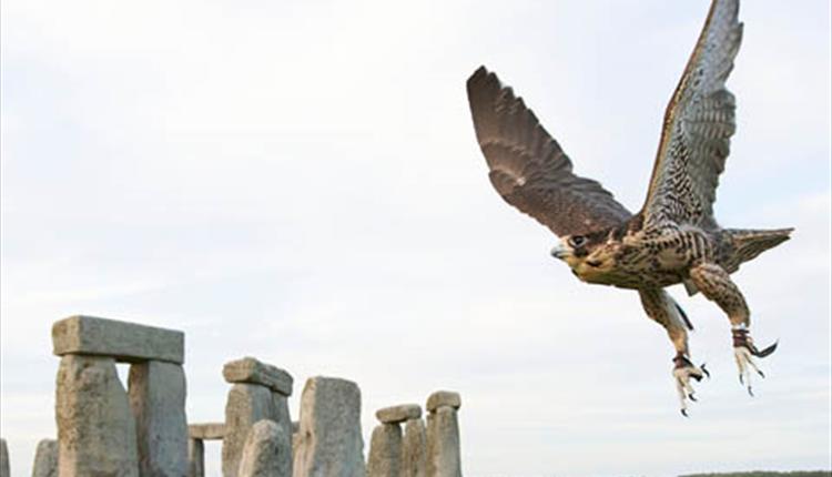 Victorian Falconry at Stonehenge