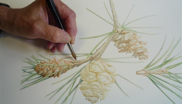 Bedgebury Florilegium Society Exhibition at Westonbirt Arboretum