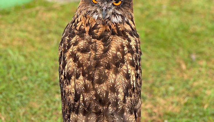 Wiltshire Game & Country Fair