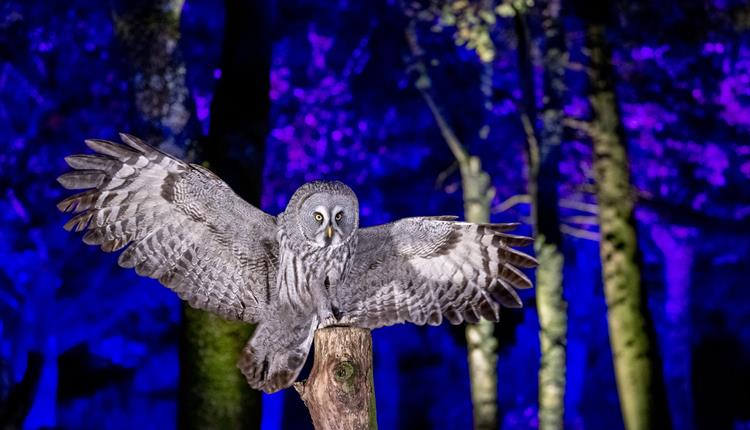 Winter Woodland Lights event at Hawk Conservancy Trust