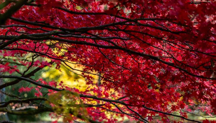Outdoor Haiku Exhibition - Westonbirt Arboretum