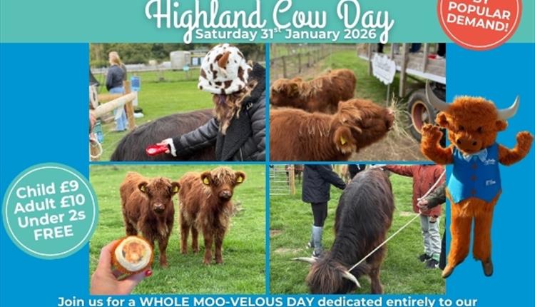 Highland Cow Day
