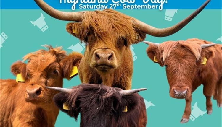 Highland Cow Day