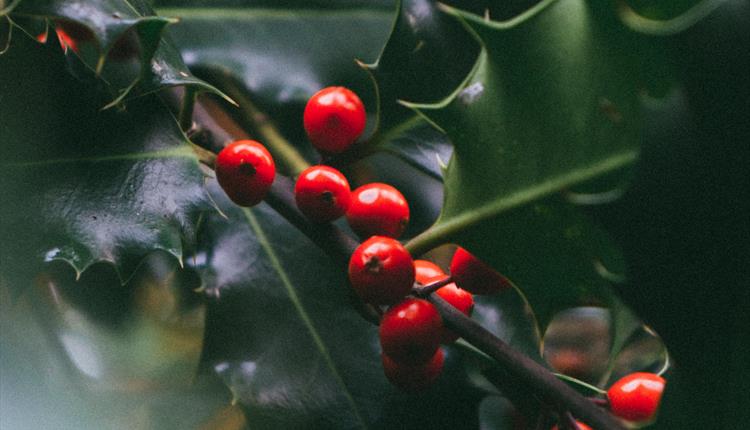 bright red holly berries