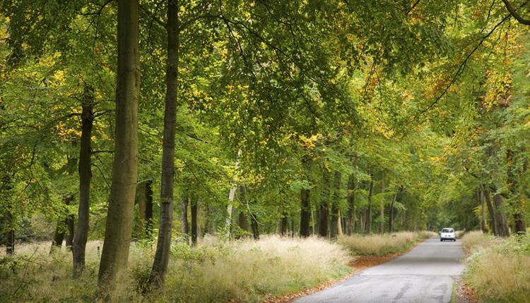 Savernake Forest