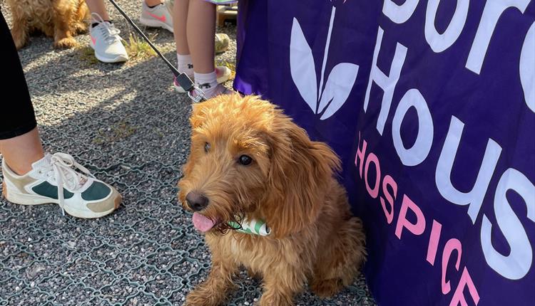 Dorothy House - Paws in the Park 2024