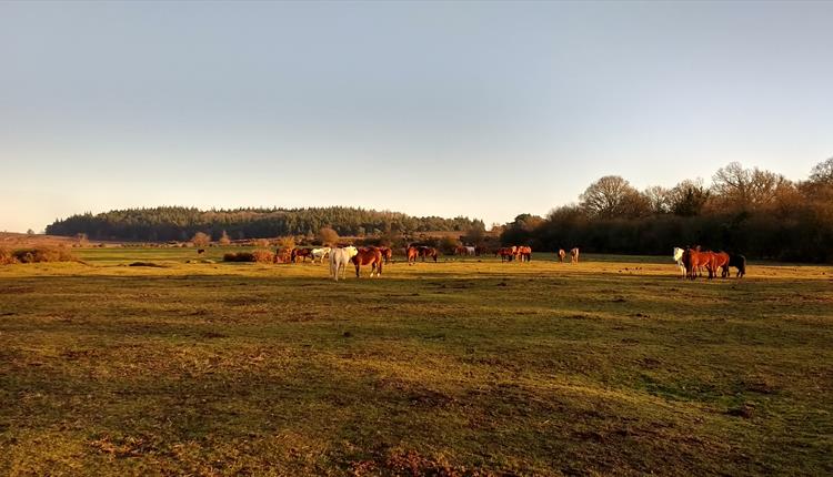 Guided Walk: New Forest and Lower Avon Valley