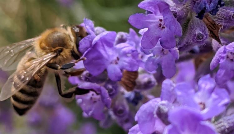 Wiltshire Bee & Honey Day 2025