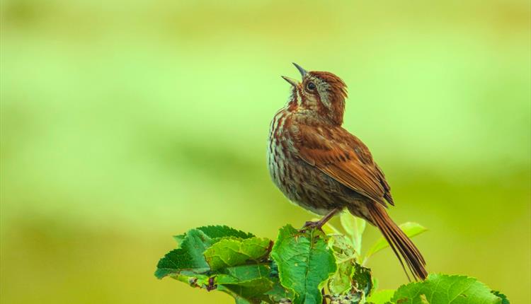 Trio Paradis: Spring Song at Chippenham