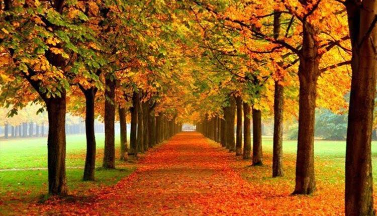 Trio Paradis Café Concert: The Music of Trees at Malmesbury