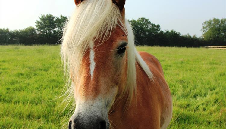 Rein And Shine Visit Wiltshire