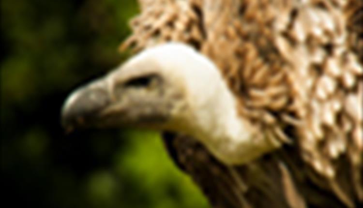 International Vulture Awareness Day