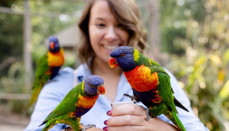 women feeding lorikeets, one on each hand and one on her shoulder