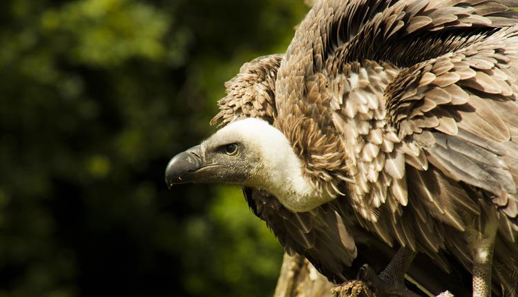 International Vulture Awareness Day