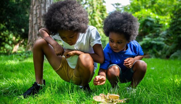 Wonderful World of Fungi