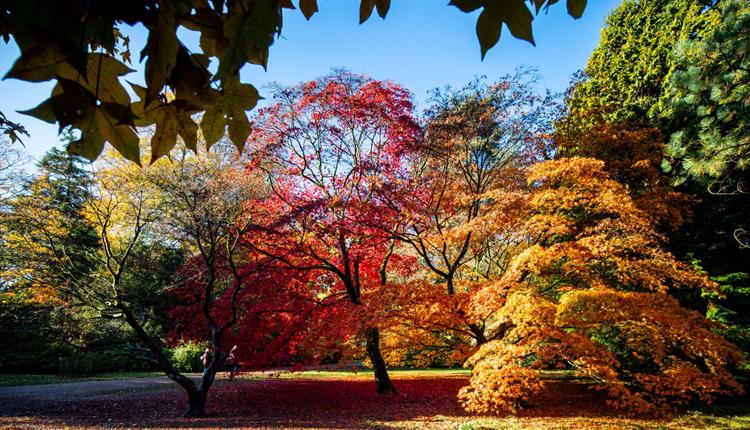 Westonbirt, The National Arboretum