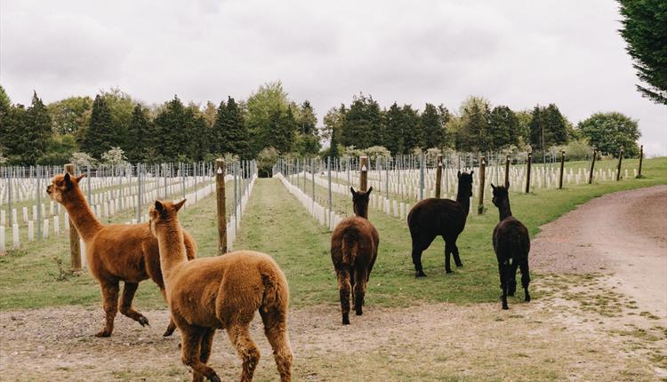 Liba Vineyard