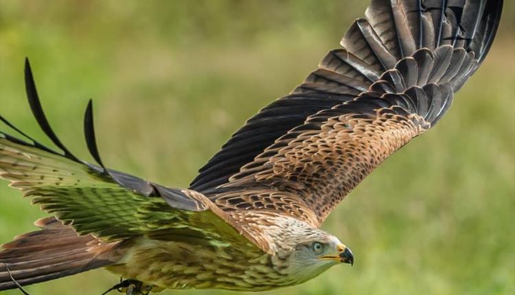 Birds of Prey at Lydiard Park