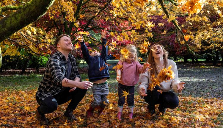 Magic of Maples family trail at Westonbirt Arboretum
